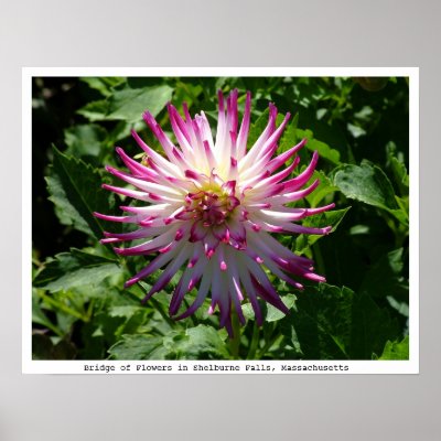 Pink-White Spikey Flower on the Bridge of Flowers Print