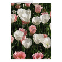 Pink & White Tulips cards