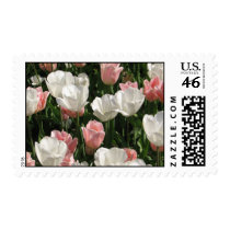 Pink & White Tulips stamps