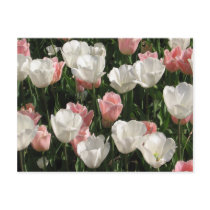 Pink & White Tulips postcards