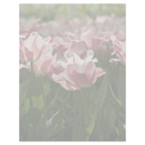 Pink & White Variegated Tulips DSC0871 letterhead