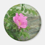 Pink Wild Rose Fridge Magnet