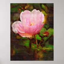Pink Wild Rose Poster