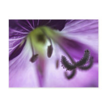 Pink Willowherb Flower Art postcard postcards