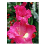 Pink Wind Song Gladiolus flowers Post Card
