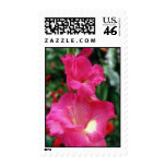 fuchsia, pink, flowers, perennials, closeup,