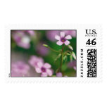 Pink Wood Sorrel Postage Stamp