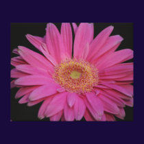 Pink Wrapped Canvas Gallery Wrapped Canvas