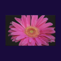 Pink Wrapped Canvas Canvas Print