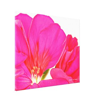 Pink Wrapped Canvas Print