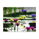 Pink, Yellow, Blue Lily Pad Flowers Postcard