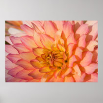 Pink & Yellow Dahlia Posters