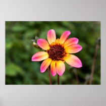 Pink & Yellow Dahlia Posters