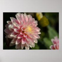 Pink & Yellow Dahlia Posters