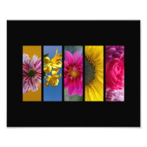 Pink & Yellow Macro Flowers landscape