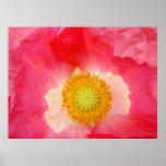 Pink Yellow Poppy Flower art print Summer Poppies