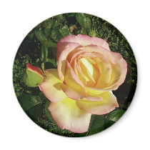 Pink Yellow Rose Close Up Wallpaper magnets by lifesphere Pink Yellow Rose Close Up Wallpaper magnets