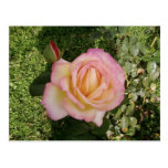 Pink Yellow Rose Macro Post Cards