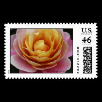 Pink & Yellow Single Rose Close UP postage