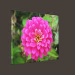 Pink Zenia In Full Bloom canvas prints