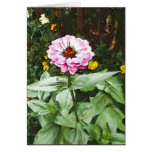 Pink Zinnia Card