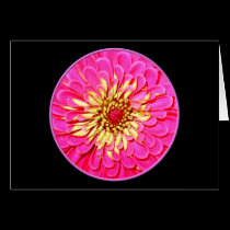 Pink Zinnia cards