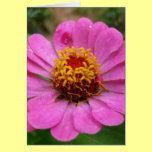pink zinnia cards