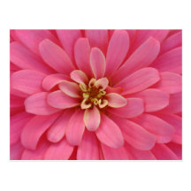Pink Zinnia Flower Postcard