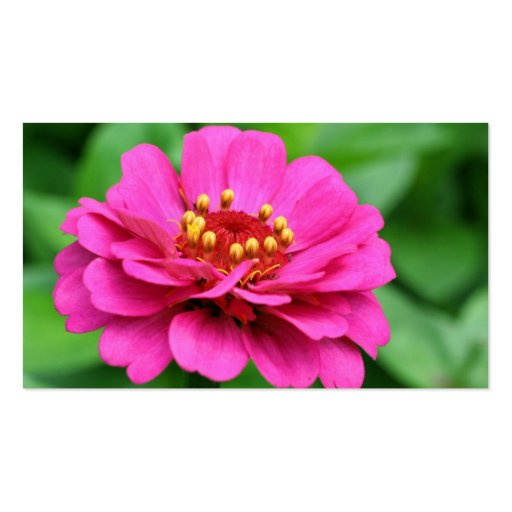 Pink Zinnia Flowers Business Card (back side)