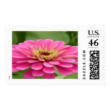 Pink Zinnia Postage
