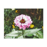Pink Zinnia Post Cards