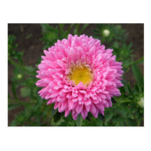 Pink Zinnia Postcard