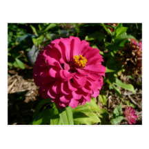 Pink Zinnia Postcards