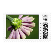 Pink Zinnia pretty backside Postage Stamps