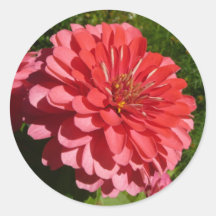 Pink Zinnia Stickers