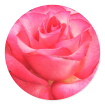 Pinkest Pink Sticker by SweetRascal Pinkest Pink Sticker