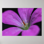 PinkFlower Posters