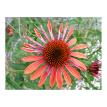 Pinkish Orange Coneflower/Rudbeckia Poster Print posters