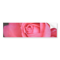 Pinkish Rose Bumper Sticker