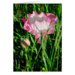 PinkPoppy Cards