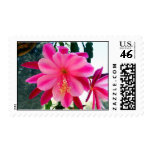 PINKS, A PAIR...