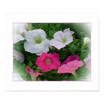 Pinks and Whites posters
