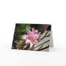 pinks cards