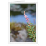 Pinks Cards