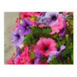 Pinks Postcards