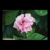 pinky flower posters