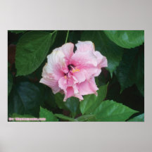pinky flower poster