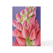 Pinky, Pinky, Pinky, Girly, Girly, Girly cards