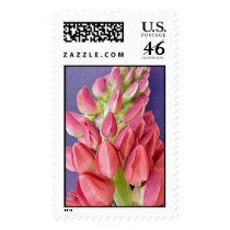 PINKY, PINKY, PINKY. GIRLY, GIRLY, GIRLY. postage