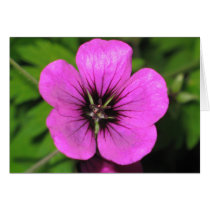 Pinkyjain Greeting Card